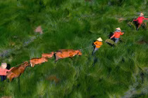 “Lộc trời ban” cánh đồng cỏ năng đẹp mê ly duy nhất ở Miền Trung