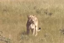 Clip: Đói ăn, sư tử sát hại 5 chú đà điểu con 