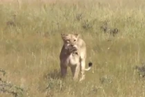 Clip: Đói ăn, sư tử sát hại 5 chú đà điểu con 