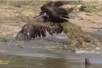 Cò Marabou dùng kế bẩn “mượn tay” cá sấu để tiêu diệt đối thủ