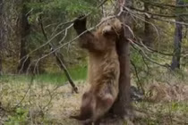 Clip: Màn “múa cột” siêu hài hước của “gã khồng lồ” vùng Bắc Mỹ 