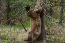 Clip: Màn “múa cột” siêu hài hước của “gã khồng lồ” vùng Bắc Mỹ 