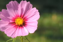 3 con giáp cuối năm Giáp Thìn của nả đầy nhà