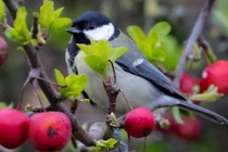 Sinh Âm lịch kết thúc bằng 4 số này, giàu có đến muộn