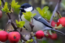 Sinh Âm lịch kết thúc bằng 4 số này, giàu có đến muộn