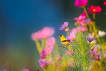 Tết Quý Mão sung túc, 4 con giáp vô lo