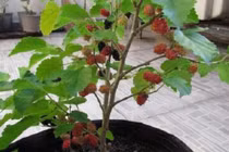 4 loại cây khắc tinh của Thần Tài, “cắt ngang” lộc lá