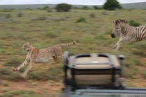 Clip: Ngựa vằn “nổi điên” tấn công báo săn 