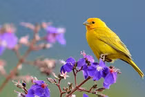 Tháng 9 Âm lịch, 4 con giáp sống ung dung tự tại