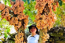 Một làng cổ nổi tiếng Quảng Nam trái cây đủ màu xanh, đỏ, tím, vàng