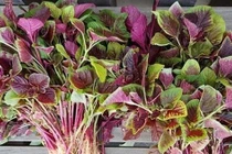 Những loại rau 'bổ hơn thịt' bán ngoài chợ giá rẻ bèo