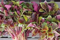 Những loại rau 'bổ hơn thịt' bán ngoài chợ giá rẻ bèo