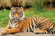 4 tuổi quét sạch tai ương, ngồi không hưởng lộc cuối năm 2024