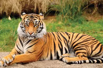 4 tuổi quét sạch tai ương, ngồi không hưởng lộc cuối năm 2024