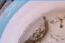 Một năm ròng quên không cho cá ăn và cái kết 'không tưởng'