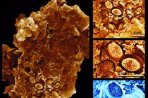 "Ma hóa thạch" 183 triệu năm tiết lộ về "tận thế"