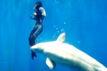 Những câu chuyện động vật cứu người đầy xúc động