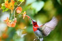 Người sinh ngày Âm lịch này giỏi kết bạn, làm ăn phát đạt