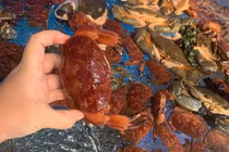 Đặc sản Quảng Ninh được bán với giá chỉ 19 nghìn đồng/con