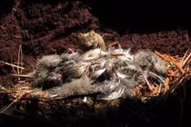 Chuột nhà đã tiến hóa thành một loài ăn thịt khát máu trên đảo hoang