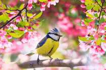 Năm 2022, 3 con giáp đón tài lộc cuồn cuộn, sự nghiệp phi mã