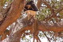 Clip: Đại bàng bỏ mạng vì cả gan bắt báo săn con