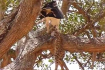 Clip: Đại bàng bỏ mạng vì cả gan bắt báo săn con