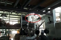 Khỉ đuôi lợn 8 kg đập ly chén bị kiểm lâm bắt 