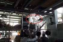 Khỉ đuôi lợn 8 kg đập ly chén bị kiểm lâm bắt 