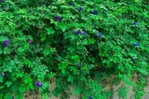 Loại cây trước làm hàng rào ở Việt Nam bỗng lên "cơn sốt"