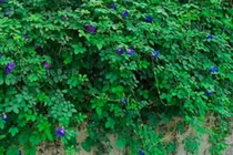 Loại cây trước làm hàng rào ở Việt Nam bỗng lên "cơn sốt"