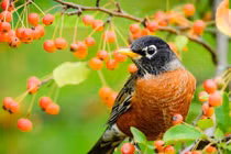 Tháng cuối cùng năm 2022, 3 con giáp sự nghiệp như ý