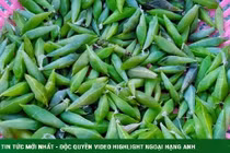 Loại côn trùng xanh như lá trở thành đặc sản