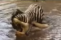 Video: Sư tử suýt chết đuối vì bị ngựa vằn dìm xuống sông