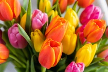 7 ngày tới trong tháng 6, 3 con giáp có sự nghiệp thăng hoa