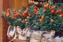 6 loại cây có vẻ ngoài rực rỡ nhưng chứa độc tố chết người