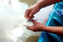 Loài cá đặc sản quý hiếm ở Việt Nam "suýt tuyệt chủng"