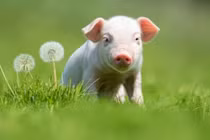 Đúng 1/8 âm: 3 con giáp được Thần Tài nổ tiếng “ting ting”, giàu khủng 