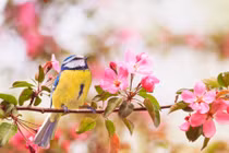 Sinh vào 3 tháng Âm lịch này nội lực mạnh mẽ