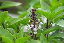 3 loại cây hạ sốt cực nhanh