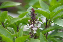 3 loại cây hạ sốt cực nhanh