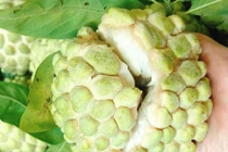 Giá đắt khét, na bở vẫn liên tục “cháy hàng”