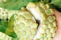 Giá đắt khét, na bở vẫn liên tục “cháy hàng”