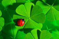 Gia đình có 3 con giáp này không lo cãi vã, tài lộc dư dả