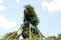 Sự hồi sinh kỳ diệu của cây đa 200 tuổi nặng 120 tấn