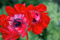 Sinh ngày Âm lịch này có năng lực biến rủi thành may