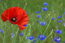 Mùa hè "tiền bạc" đến với 4 con giáp này, tay trái đoạt giải thưởng lớn