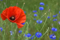 Mùa hè "tiền bạc" đến với 4 con giáp này, tay trái đoạt giải thưởng lớn