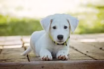 Vượt tai ương, 3 con giáp bước qua khó khăn, lên như diều gặp gió