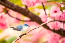 Tháng 5 Âm lịch, 4 con giáp vượng đào hoa, tiền nhiều vô kể 